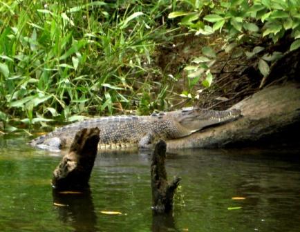 Gefhrliches Salzwasserkrokodil