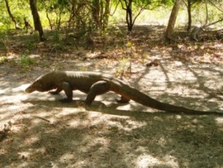 Gefhrlicher Komododrache