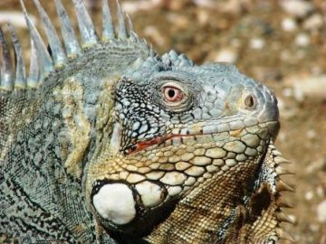Neugieriger Leguan auf Bonaire