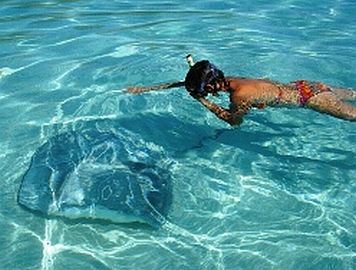 Rochen im flachen Wasser